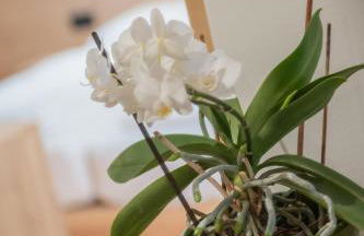 Apartments Corcela - Foto 46