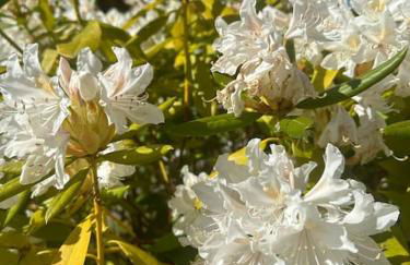 Privatunterkunft in Garz bei Kayser`s - Foto 16