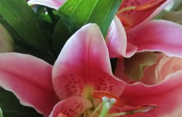 Ferienwohnung Fleur de Lys Urlaub auf Anfrage mit Hund - Foto 43