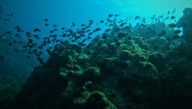 La barriera corallina