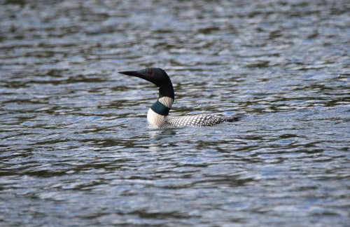 Loon Landing in Lake Tomahawk WI - Photo 39