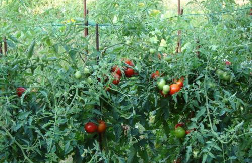 Villa Aska - Photo 50