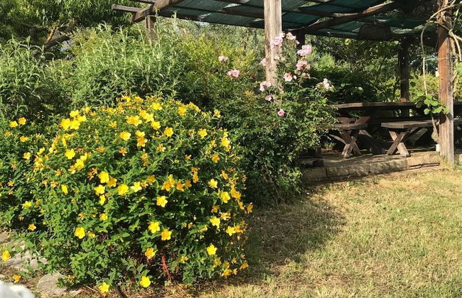 Casale Chimneys Immersed in Olive Trees - Foto 17
