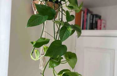 Linnet House - Relaxing - Leafy - Whole Apt- 2 Bed - Foto 6