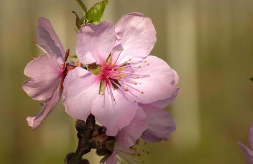 Haus Mandelblüte - Foto 5
