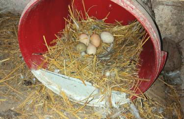 Ferienwohnung auf Hof Santangelo - Foto 18