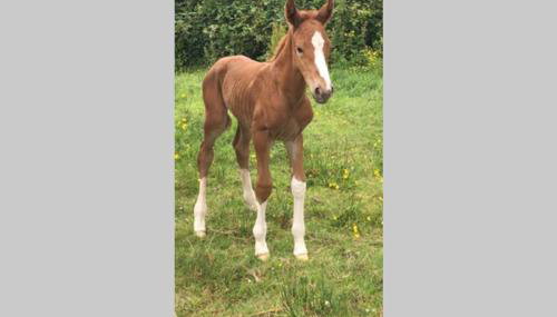 Rhubarb Cottage - Foto 2