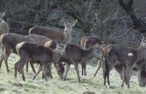 The old hayloft on 22 acre country smallholding - Foto 53