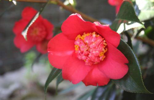 La Camelia d'Oro - Foto 42