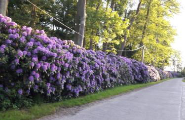 Ferienwohnung Garz - Foto 26