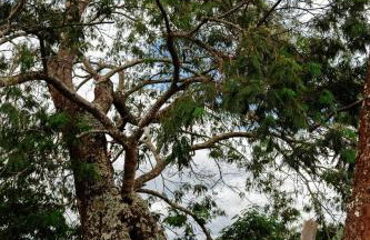 Olivas Eco Chalé - Photo 18