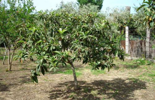 Il Giardino sul Mare - Foto 18