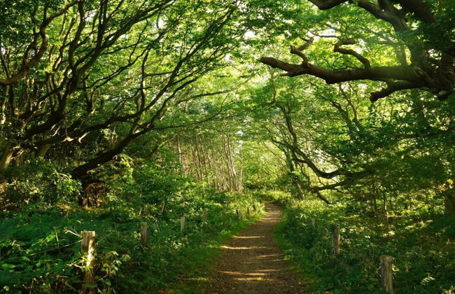 Holiday Apartment Domstag - Foto 16