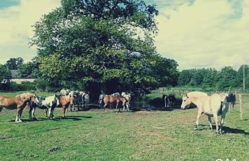 gite des écuries - Photo 12