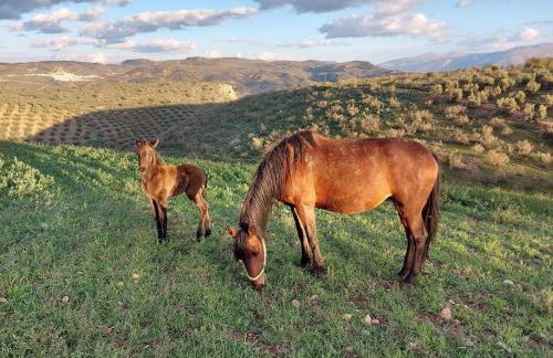 Dehesilla Olive Orchard Retreat - Foto 69