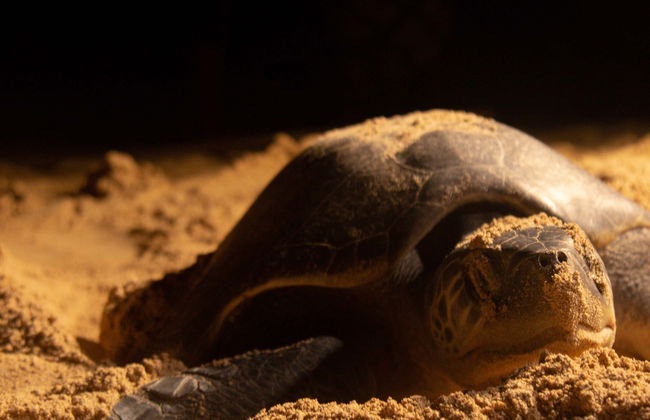 Avistamiento nocturno de tortugas marinas - Foto 1