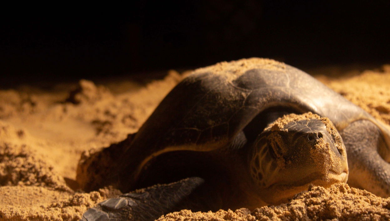 Avistamiento nocturno de tortugas marinas