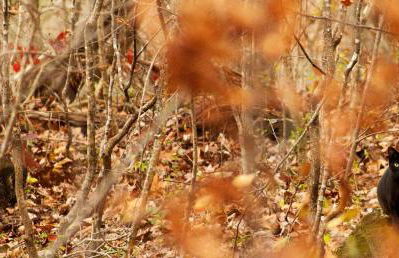 Charming Glamping Rental with Fireplace near Great Smoky Mountains National Park - Foto 25