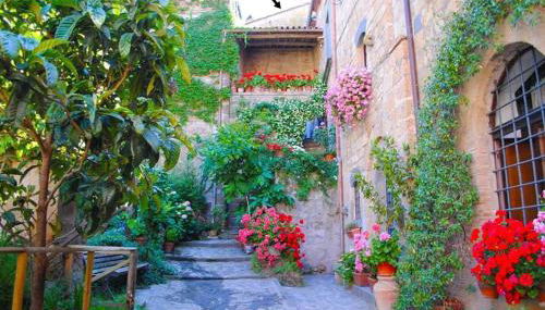 Gerani Rossi - Foto 5