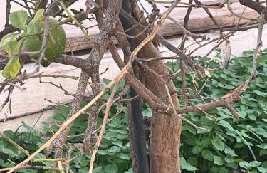 CASA GRANDE FINCA EL CALABRES - Foto 45