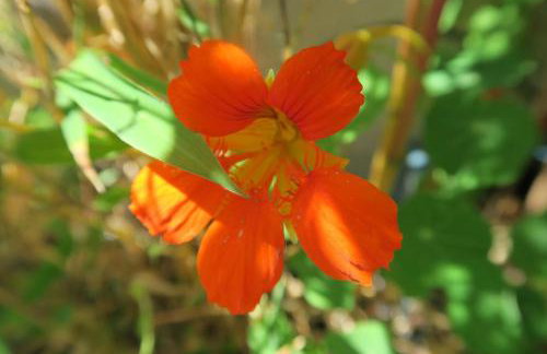 Beau 4 pièces dans coin de verdure - Foto 18