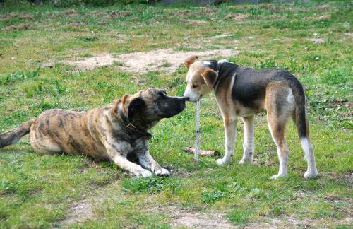 Chão da Lousa - Foto 18