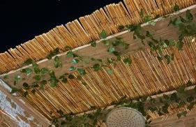 Koru House Torvaianica - Foto 35