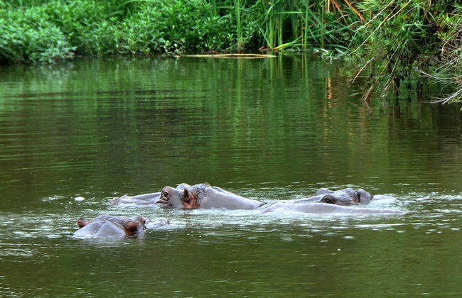 Kruger Park Lodge Unit 612 - Foto 46