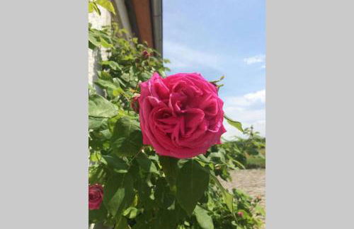 Elegantes Haus im Dresdner Süden - Foto 8