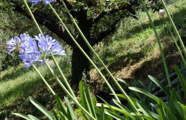 "The Ulivi" inside Le Agavi Private Park, shared Pool and Tennis 200m far, Sea View Apartment 2 AC BDR, 2BTH, parking next home and private garage in Lerici! Cooking Lesson and Wine Tasting - Foto 59
