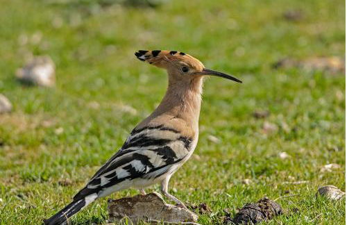 Mulino a vento - Foto 45