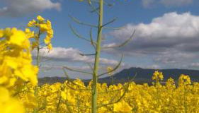 Nekasenea II - Foto 3