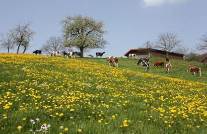 Am Siegelbächle Berg blickt - Foto 25