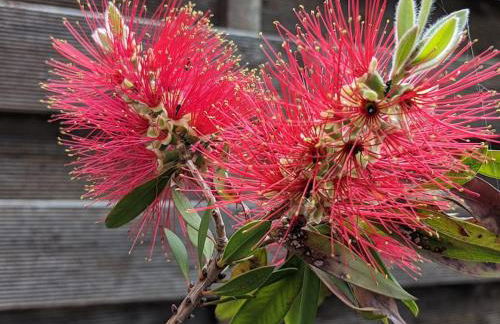 Gîte Le Bosquet - Au cœur du Luberon - Photo 14