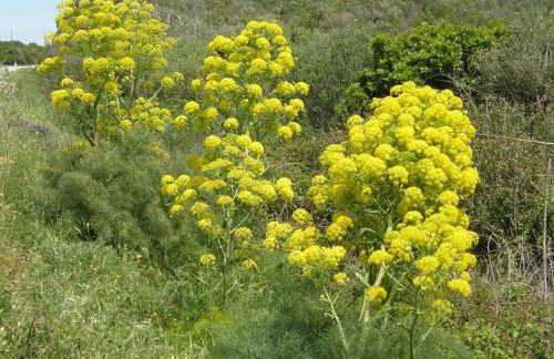 Isola Rossa Appartamenti Standard next to the beach - Foto 34
