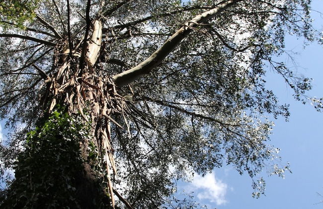 Garden Cottage at Fern Falls Cottages - Foto 16