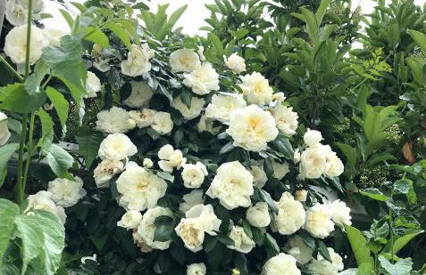 Villa Sara di Puglia - Foto 66