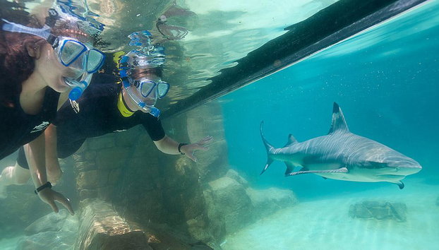 Discovery Cove - Foto 3