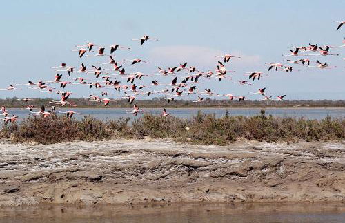 Salin de Giraud - Foto 9