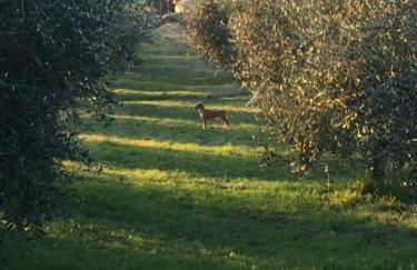 Agriturismo Pane e Olio - Photo 66