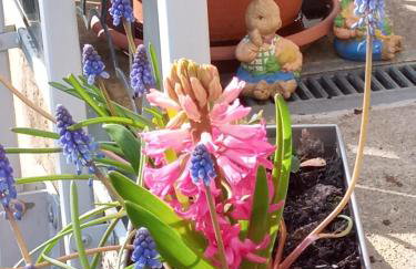 Ferienwohnung zum Sebnitzer Hirsch - Photo 45