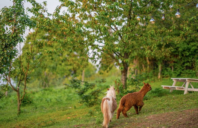 Alya Kartepe Villa Hotel - Foto 56