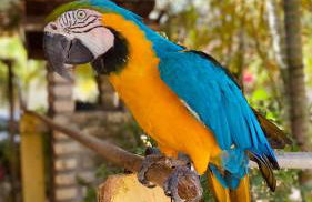 Chacara do Alemao - Foto 66