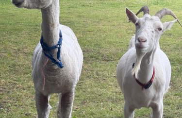 The Annexe at Kirtonia - Foto 20