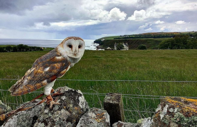 Bespoke Hand Built Shepherds Hut in Dunbeath - Foto 20
