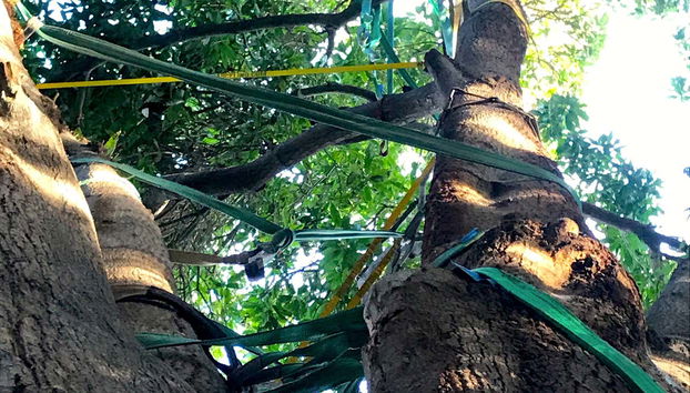 Arneses sujetos a los árboles