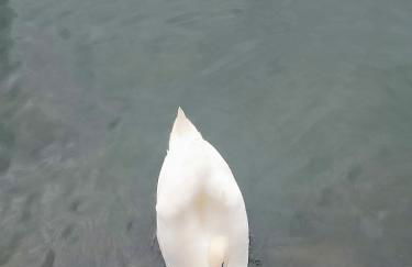 On the Lake - Foto 52