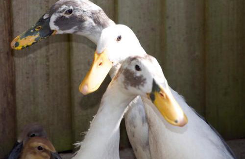 Demelza Cottage Apartment - Foto 29