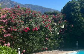 Villa privée dans un cadre verdoyant , piscine et grand jardin - Foto 18