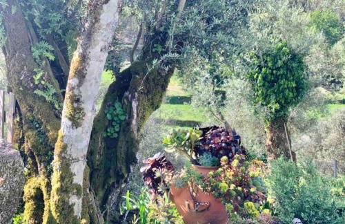 Pedacinho do Céu - Foto 9